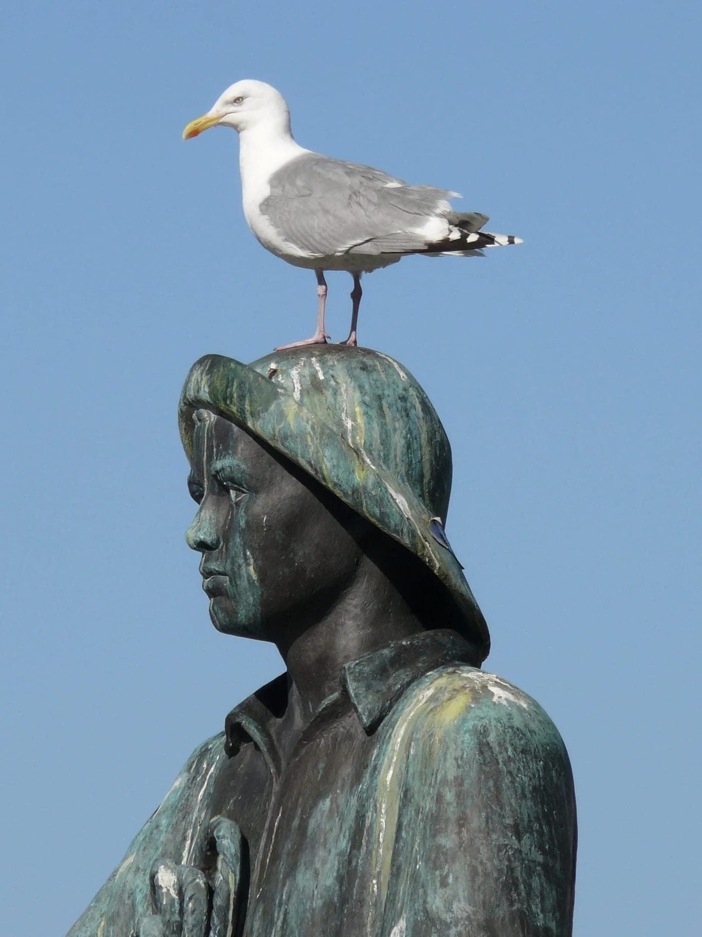En måke som står på hodet til Fiskergutt-statuen i Ålesund